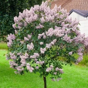 Lilac Live Plant 6-12 Inches – Fragrant Lavender Blue Flowers – Hardy Outdoor Shrub - Image 3