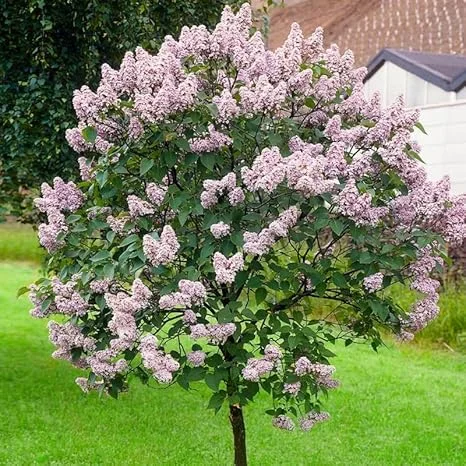 Lilac Live Plant 6-12 Inches – Fragrant Lavender Blue Flowers – Hardy Outdoor Shrub - Image 3