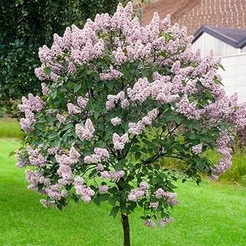 Lilac Live Plant 6-12 Inches – Fragrant Lavender Blue Flowers – Hardy Outdoor Shrub - Image 4