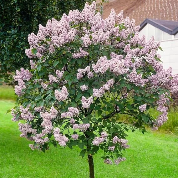 Lilac Live Plant 6-12 Inches – Fragrant Lavender Blue Flowers – Hardy Outdoor Shrub - Image 5