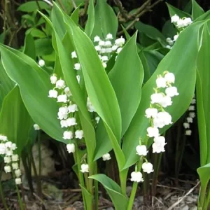 Lily of the Valley Bulbs - 10 Pack - Fragrant White Perennial Flowers for Shade - Image 5