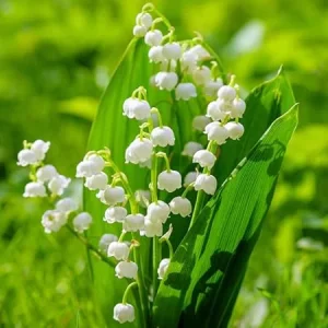 Lily of the Valley Flower Bulbs - 10 Pack, Fragrant White Perennial Flowers for Outdoors - Image 2