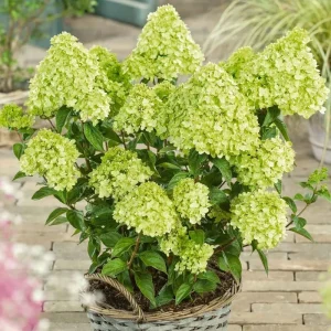 Lime Hydrangea Live Plant for Planting - 7-12
