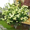 Lime Hydrangea Tree Live Plant - Light Green Flowers, 4 inch Pot, Outdoor - Image 1