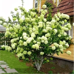 Lime Hydrangea Tree Live Plant - Light Green Flowers, 4 inch Pot, Outdoor - Image 3