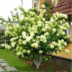 Lime Hydrangea Tree Live Plant - Light Green Flowers, 4 inch Pot, Outdoor - Image 4