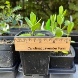 Lisianthus Solo Blue Picotee Live Plant in 3 Inch Pot - Elegant Perennial Flower - Image 10