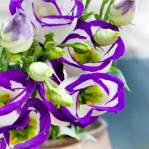 Lisianthus Solo Blue Picotee Live Plant in 3 Inch Pot - Elegant Perennial Flower - Image 2