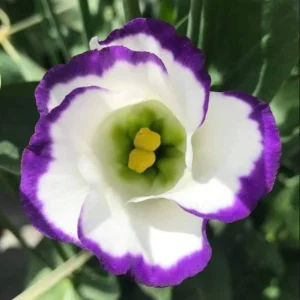 Lisianthus Solo Blue Picotee Live Plant in 3 Inch Pot - Elegant Perennial Flower - Image 4