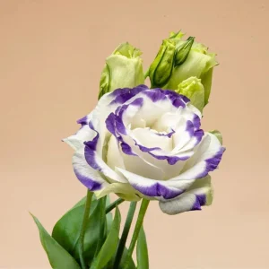 Lisianthus Solo Blue Picotee Live Plant in 3 Inch Pot - Elegant Perennial Flower - Image 5
