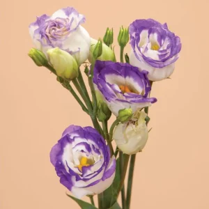 Lisianthus Solo Blue Picotee Live Plant in 3 Inch Pot - Elegant Perennial Flower - Image 6