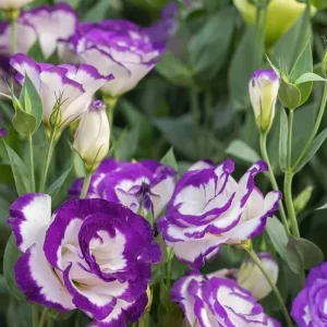 Lisianthus Solo Blue Picotee Live Plant in 3 Inch Pot - Elegant Perennial Flower - Image 7