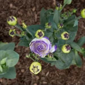 Lisianthus Solo Blue Picotee Live Plant in 3 Inch Pot - Elegant Perennial Flower - Image 8