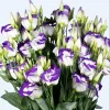 Lisianthus Solo Blue Picotee Live Plant in 3 Inch Pot - Elegant Perennial Flower - Image 1