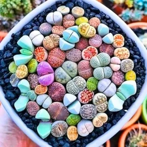 Lithops Live Plants Mix - 20 Pcs Living Stone Succulents Bulk - Large Size - Outdoor - Image 2