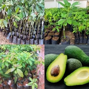 Live Avocado Tree - 1-2 Ft Tall Fruit Plant for Indoor/Outdoor Growing - Image 5