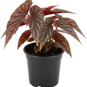 Live Begonia Plant - White Polka Dot Foliage Houseplant, 4-8