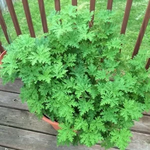Live Citronella Plant 4 Inch Potted - Fragrant Herb for Outdoor & Indoor - Image 4