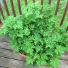 Live Citronella Plant 4 Inch Potted - Fragrant Herb for Outdoor & Indoor - Image 1