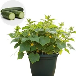 Live Cucumber Plants for Planting - Set of 2, 4-inch Pots, Green, Vegetable - Image 7