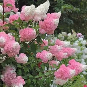 Live Hydrangea Plant - Pink & White Flowers, 5-7 Inch Tall, Well-Rooted - Image 5