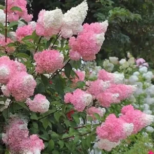 Live Hydrangea Plant - Pink & White Flowers, 5-7 Inch Tall, Well-Rooted - Image 6