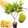 Live Jackfruit Tree Plant, 8-14" Tall, 1 Year Old Potted, Sweet Tropical Fruit for Outdoor Gardens - Image 1
