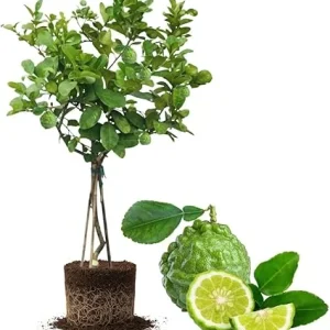 Live Lime Tree Plant - 3 Ft Tall Citrus Fruit Tree in 5 Gallon Pot - Image 3