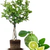 Live Lime Tree Plant - 3 Ft Tall Citrus Fruit Tree in 5 Gallon Pot - Image 1