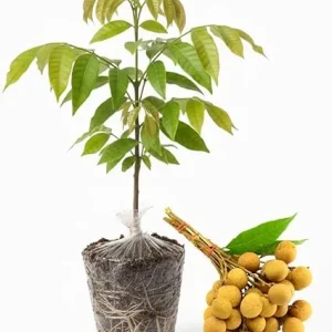 Live Longan Tree Plant - Sweet Tropical Fruit Tree Starter, 5-8 Inch Tall - Image 6