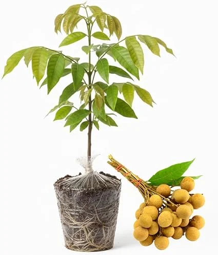 Live Longan Tree Plant - Sweet Tropical Fruit Tree Starter, 5-8 Inch Tall - Image 6