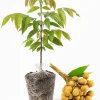 Live Longan Tree Plant - Sweet Tropical Fruit Tree Starter, 5-8 Inch Tall - Image 1