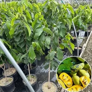 Live Pawpaw Tree 2.5 ft Tall - Cold-Hardy Fruit Plant for Outdoor Planting - Image 4