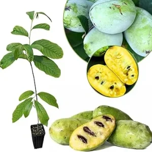 Live Pawpaw Tree Plant 6-8 Inch Tall - Cold-Hardy Fruit for Orchard - Image 4