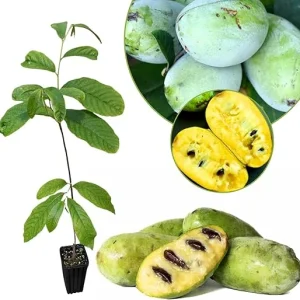 Live Pawpaw Tree Plant 6-8 Inch Tall - Cold-Hardy Fruit for Orchard - Image 5