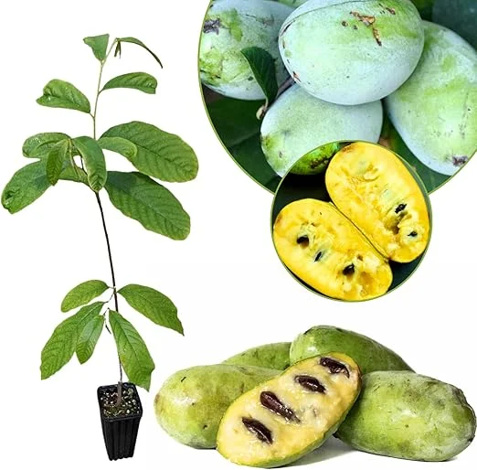 Live Pawpaw Tree Plant 6-8 Inch Tall - Cold-Hardy Fruit for Orchard - Image 5
