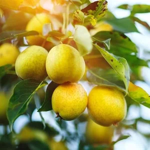 Live Pear Tree 10 Inch Tall - Cold Hardy Fruit Tree for Home Orchard, USDA Zones 4-8 - Image 2