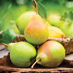 Live Pear Tree - 10 Inches Tall Hardy Fruit Tree for Outdoor Planting - Image 3