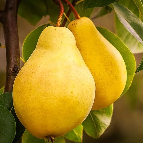 Live Pear Tree 10 Inches Tall - Hardy Fruit Tree for Outdoor Planting - Image 3