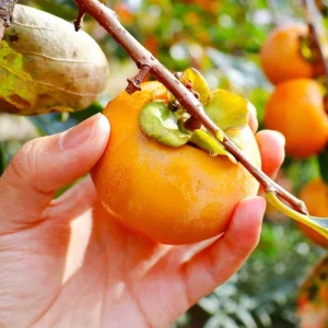 Live Persimmon Tree - 1 Ft Tall Hardy Fruit Tree for Outdoor Planting - Image 3