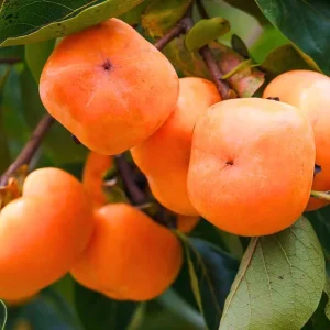 Live Persimmon Tree - 1 Ft Tall Hardy Fruit Tree for Outdoor Planting - Image 6