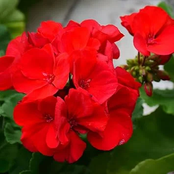 Live Red Geranium Plant – 4 to 6 Inch Tall Flower for Garden & Patio - Image 3