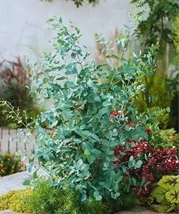 Live Silver Dollar Eucalyptus Plant - Indoor/Outdoor Tree for Zones 8-11 - Image 5