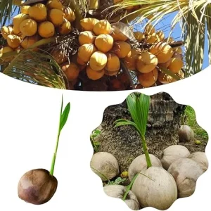 Live Sprouted Yellow Coconut Tree Plant – Tropical Gardening – 6-8 Inch Tall - Image 2