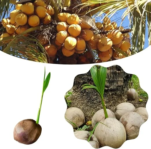 Live Sprouted Yellow Coconut Tree Plant – Tropical Gardening – 6-8 Inch Tall - Image 7