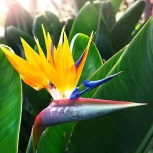 Live Yellow Bird of Paradise Plant – Strelitzia – 4-6