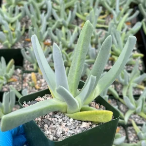 Lobster Claw Succulent Live Plant - Cheiridopsis candidissima in 4 inch pot - Image 2