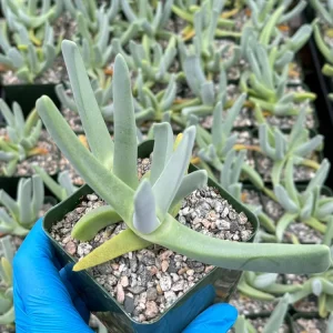 Lobster Claw Succulent Live Plant - Cheiridopsis candidissima in 4 inch pot - Image 3