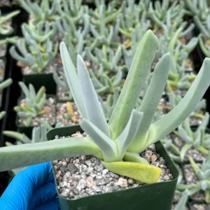 Lobster Claw Succulent Live Plant - Cheiridopsis candidissima in 4 inch pot - Image 4