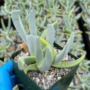 Lobster Claw Succulent Live Plant - Cheiridopsis candidissima in 4 inch pot - Image 1